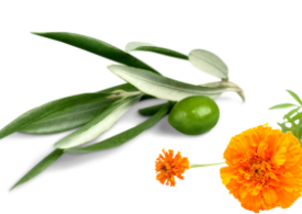 I benefici dell’estratto di foglie di ulivo e di calendula
