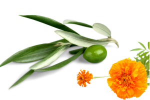 I benefici dell’estratto di foglie di ulivo e di calendula