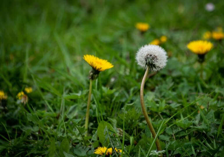 Tarassaco, un tesoro della natura per depurare il corpo e ritrovare l'equilibrio